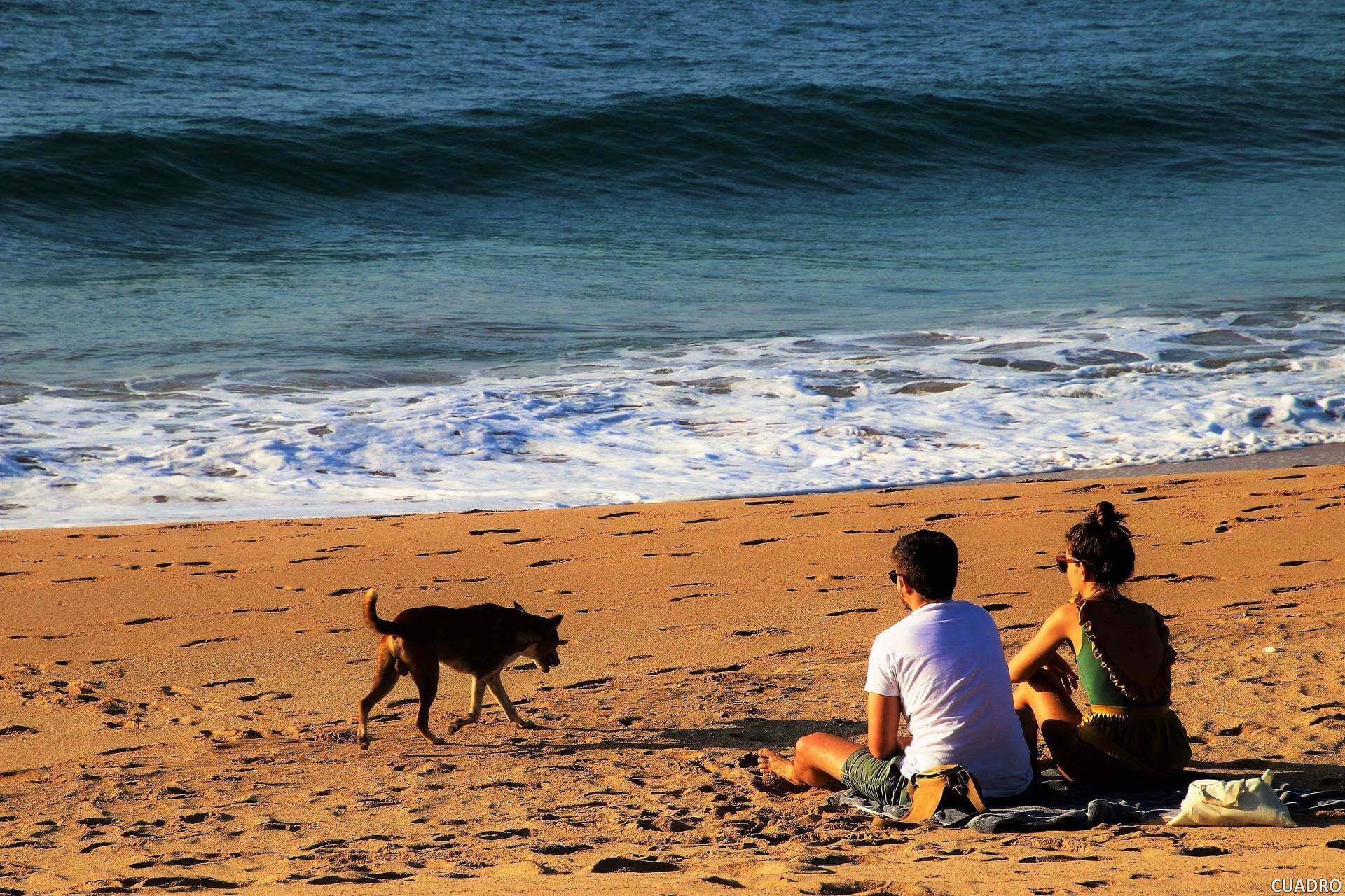 Wakacje z psem na plaży