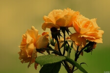 Przepiękne żółte róże